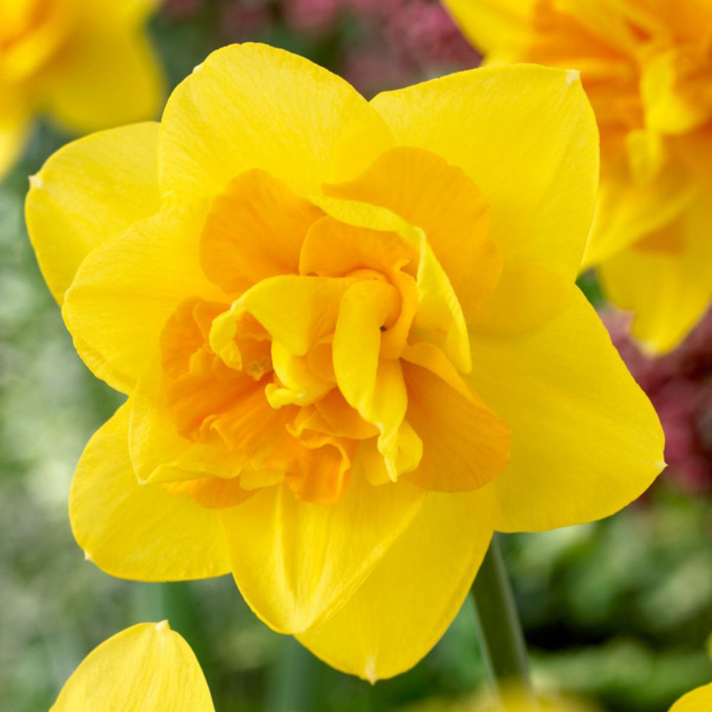 Thompson and Morgan Narcissus Queens Day Bulbs 10 Pack Image