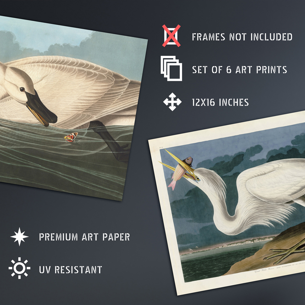 Artery8 Vintage Audubon Heron Ibis Cormorant Wall Art Print 30 x 41cm 6 Pack Image 4