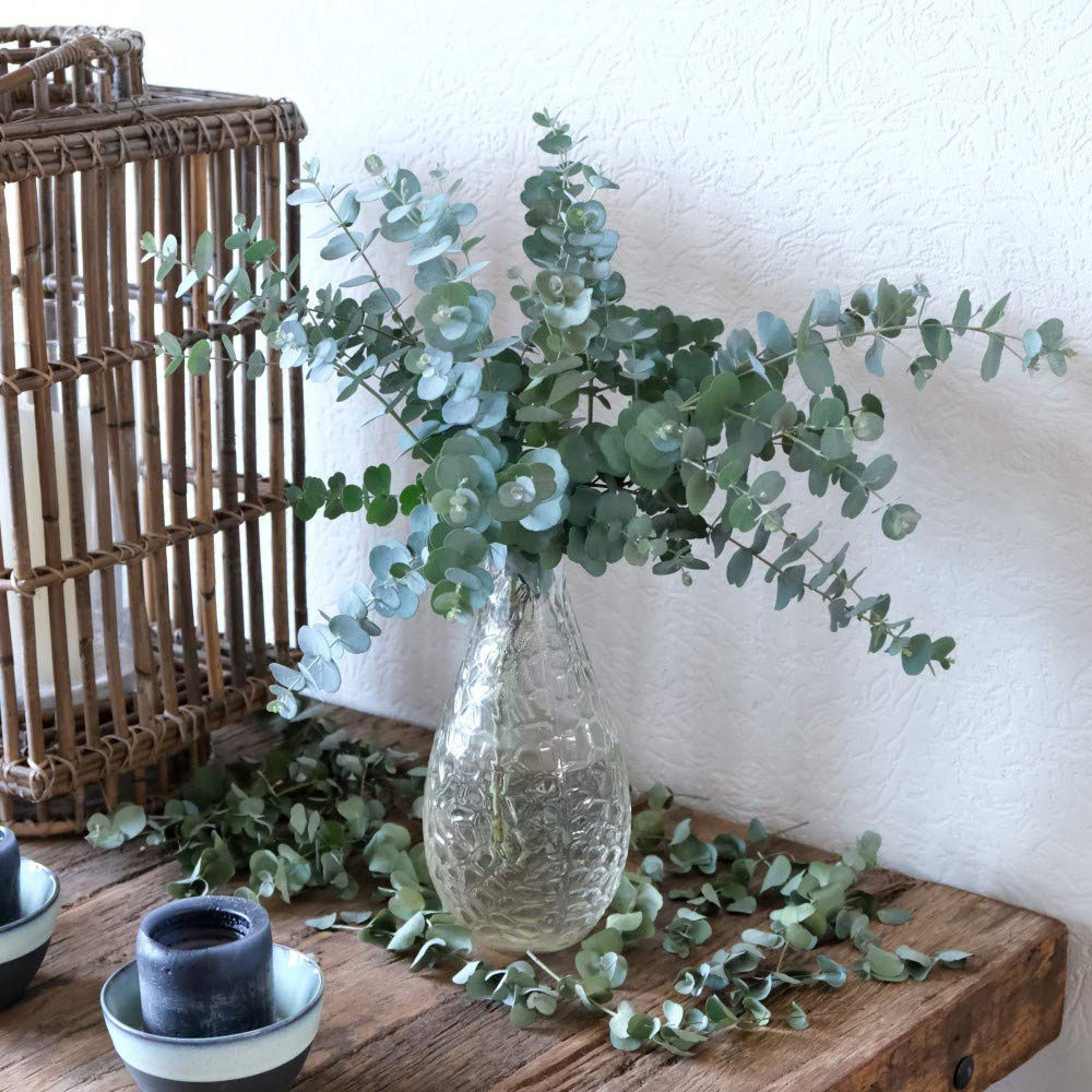 Thompson and Morgan Eucalyptus Gunnii Azura Plant Pot 9cm 6 Pack Image 2