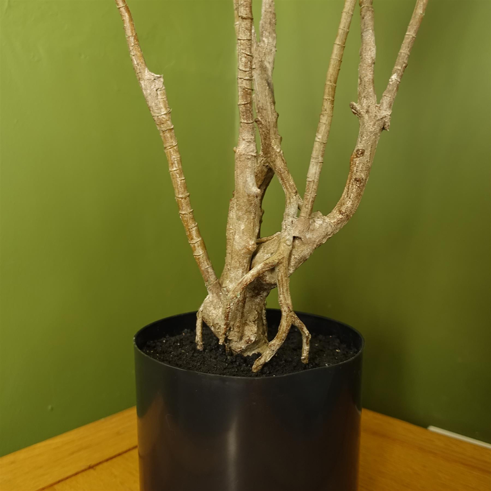 Leaf Dragon Dracaena Artificial Tree 125cm Image 5