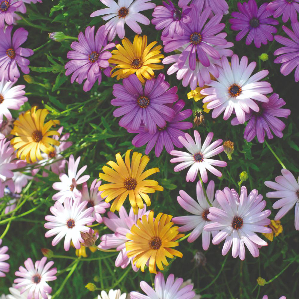 Thompson and Morgan Trailing Daisy Osteo Falling Stars 10 Postiplugs Image 1