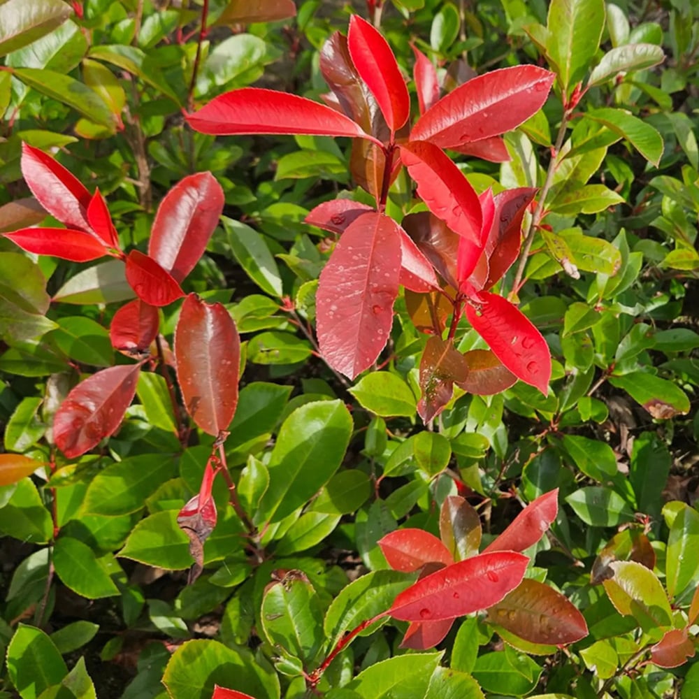 Inspirational Gifting Photinia Evergreen Bare Root Hedge Plant 30-60cm 5 Pack Image 3