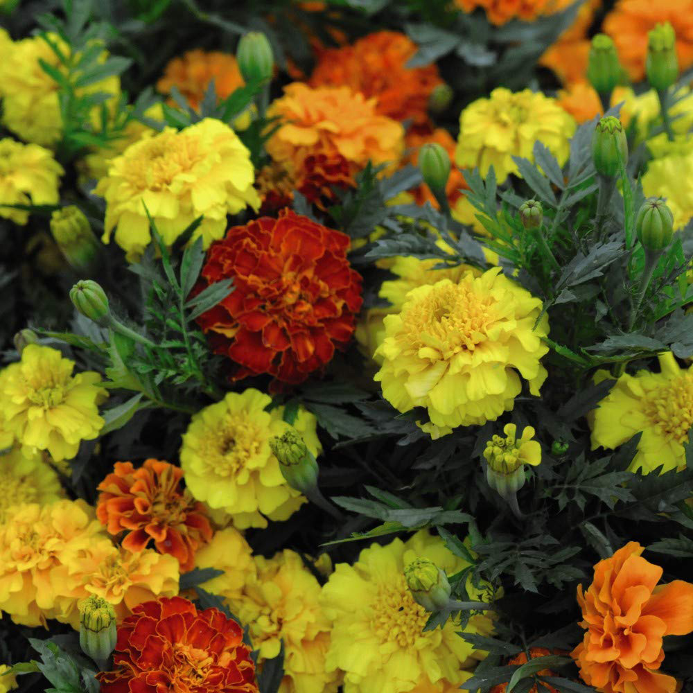 Thompson and Morgan Marigold Zenith Mix Garden Ready Plant 15 Pack Image 4