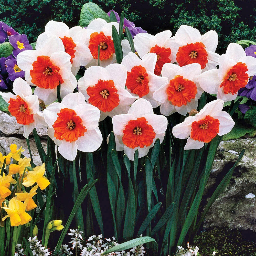 Thompson and Morgan Daffodil Bella Vista Planting Bulb 16 Pack Image 3