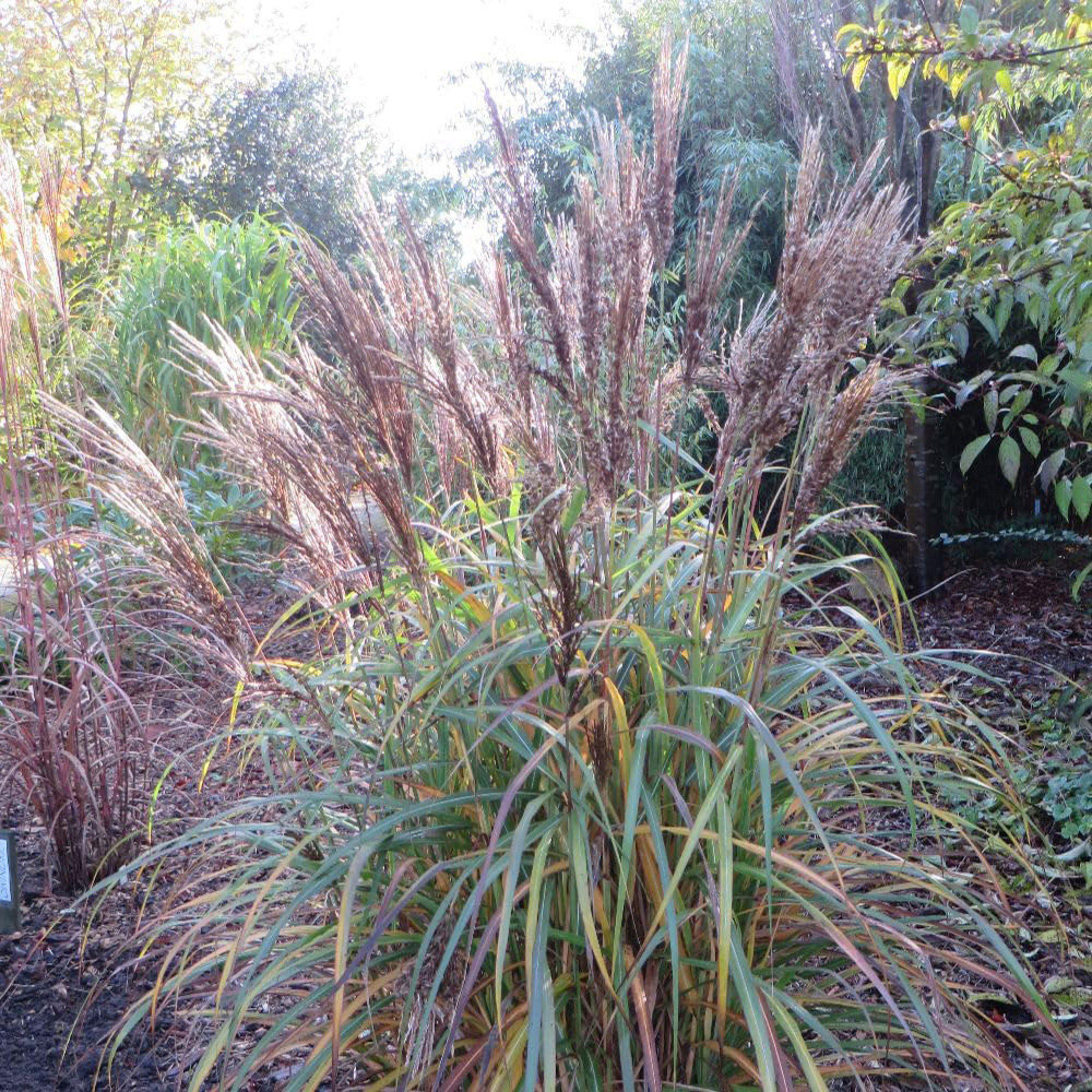 Thompson and Morgan Miscanthus Grass Volcano Plant Pot 12cm 2 Pack Image 1