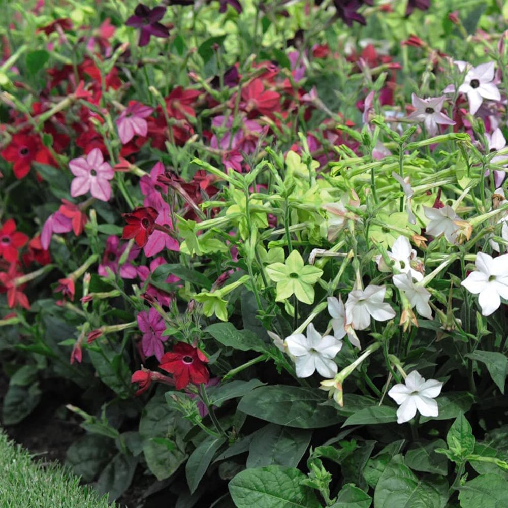 Thompson and Morgan Nicotiana Eau De Cologne Mixed Plant Plugs 6 Pack Image 4