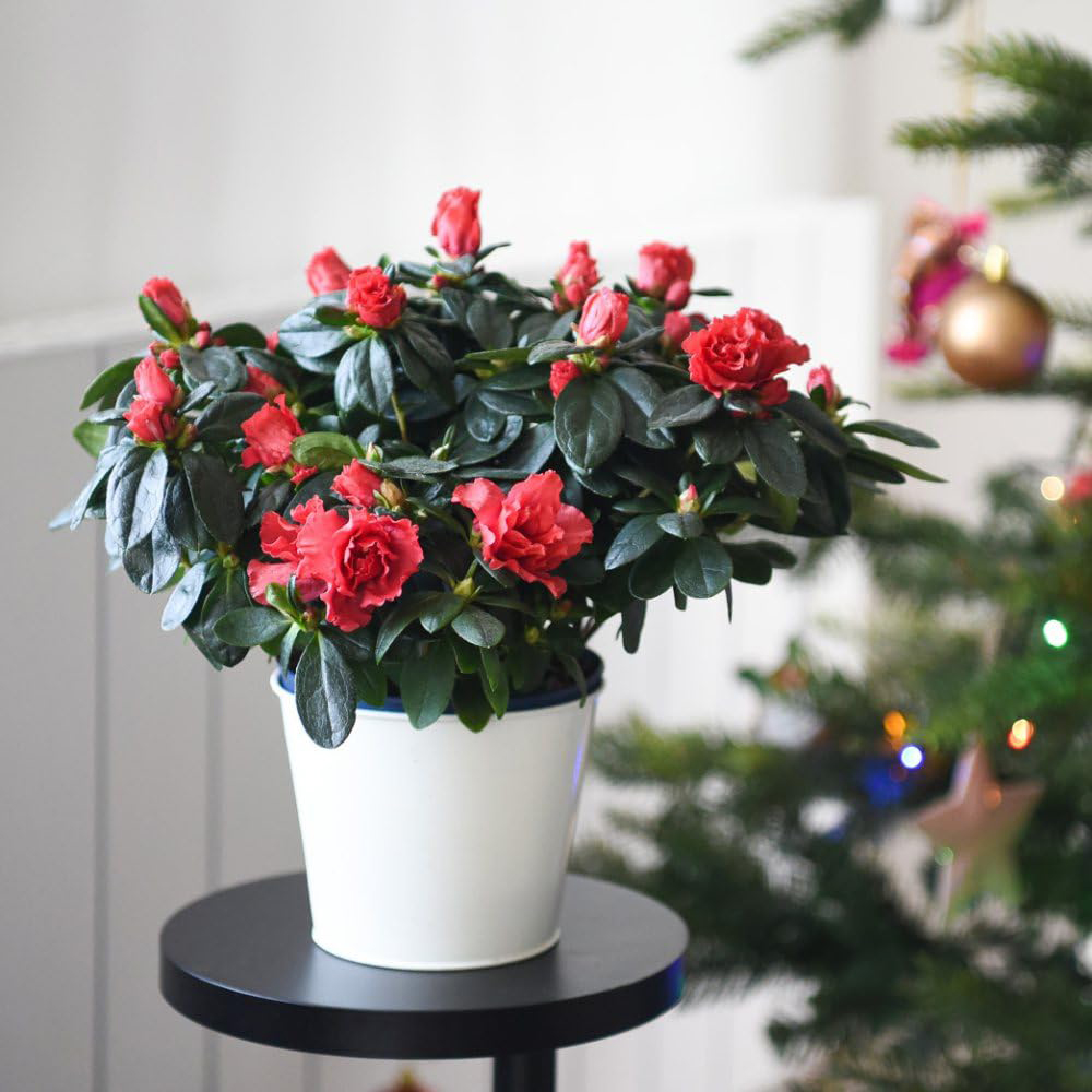 Thompson and Morgan Christmas Gift Azalea Simsii Hellmut Vogel Mixed Plant Pot 13cm Image 3