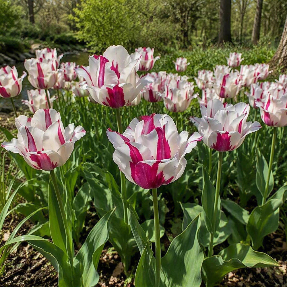 Thompson and Morgan Tulip Alise White and Dark Pink Planting Bulb 8 Pack Image 5