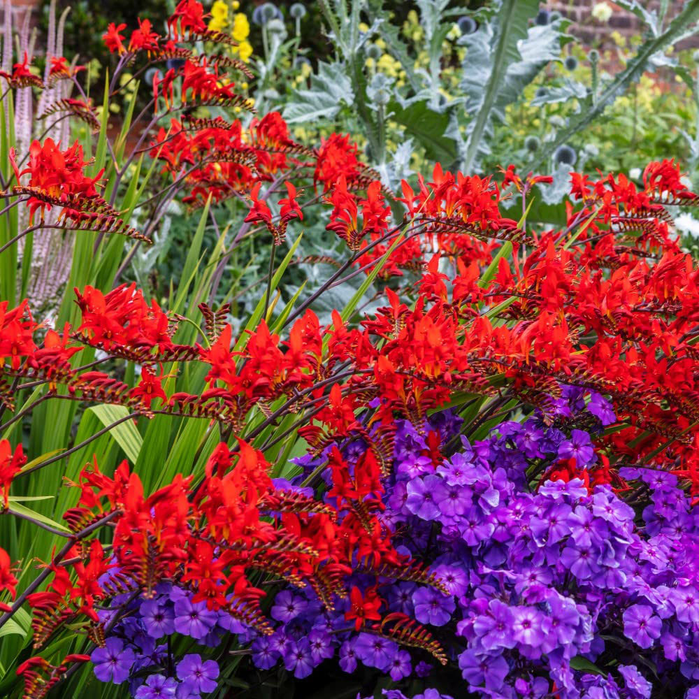Thompson and Morgan Crocosmia Lucifer Planting Bulb 20 Pack Image 3