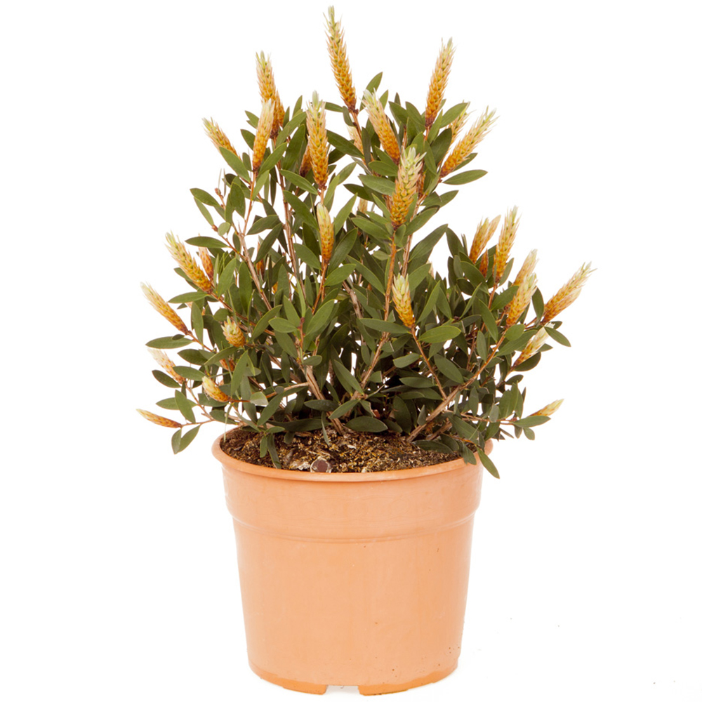 YouGarden Callistemon Viminalis Hot Pink Plant Image 3