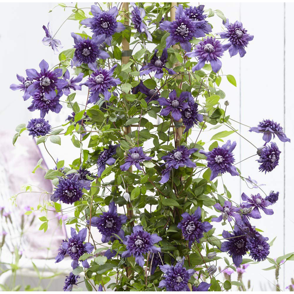 Thompson and Morgan Clematis Kokonoe Plant Pot 9cm 2 Pack Image 4