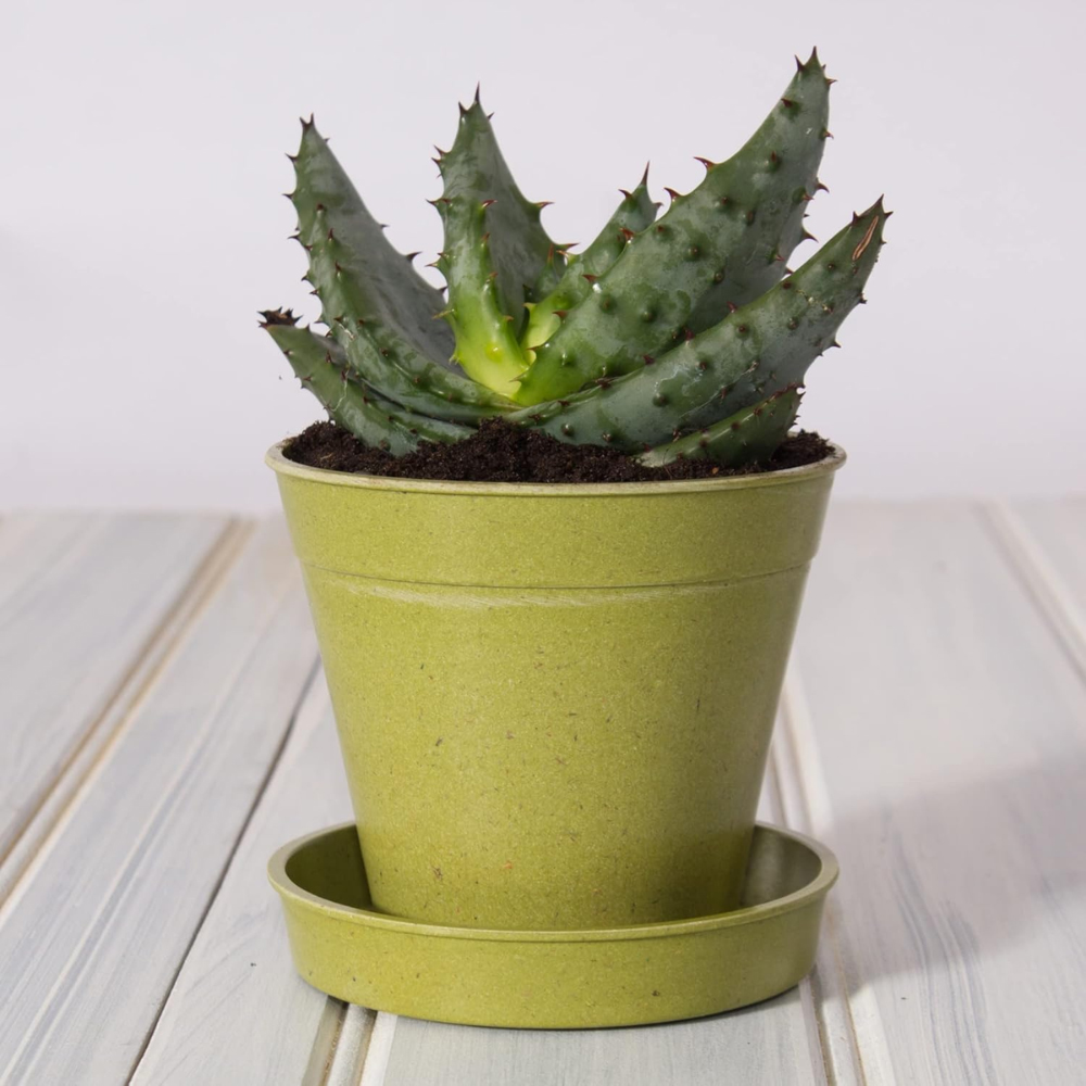 Garden Gear Sage Green Bamboo Pot with Saucer 15cm 5 Pack Image 2