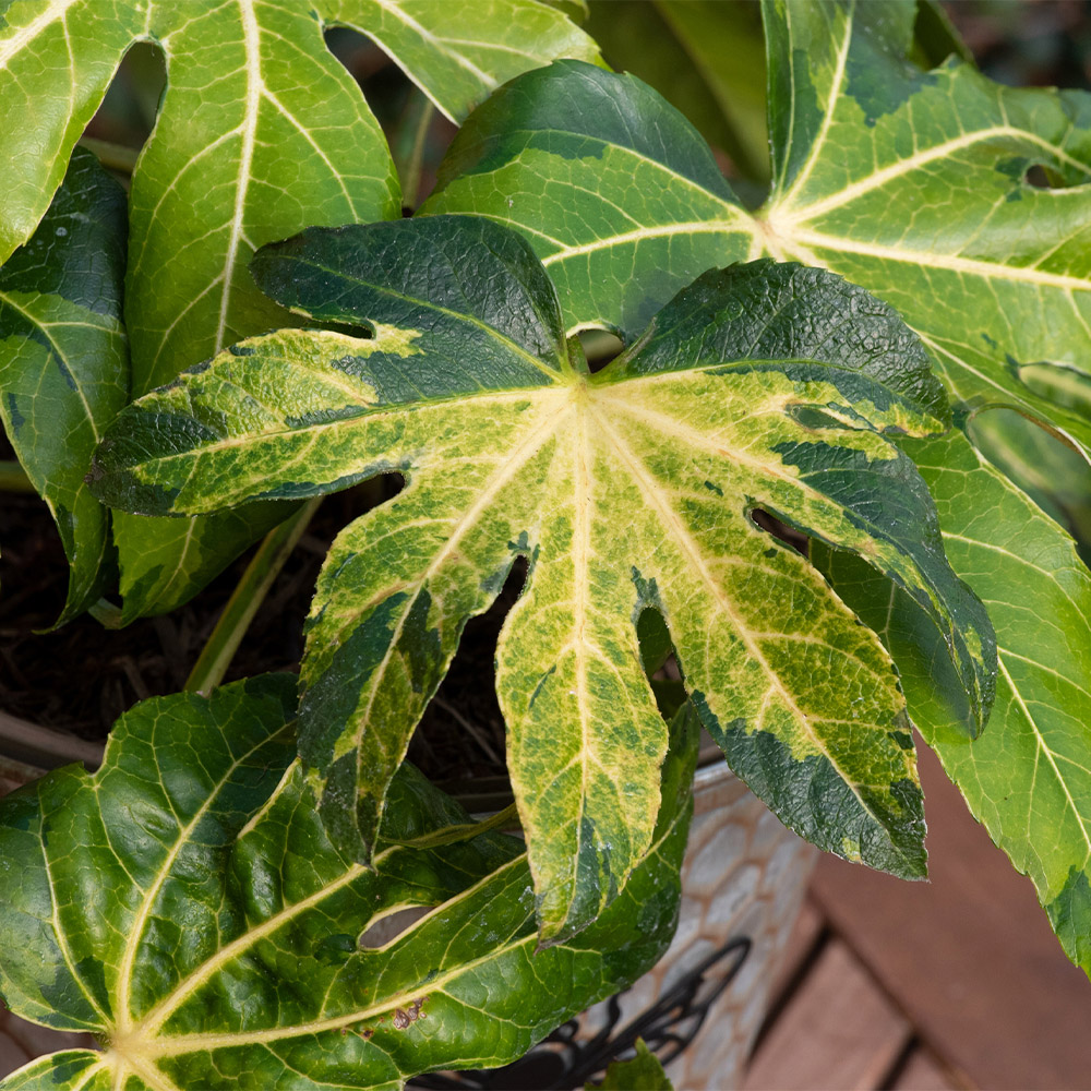 YouGarden Fatsia Japonica Camouflage Plant Pot 3L Image 1