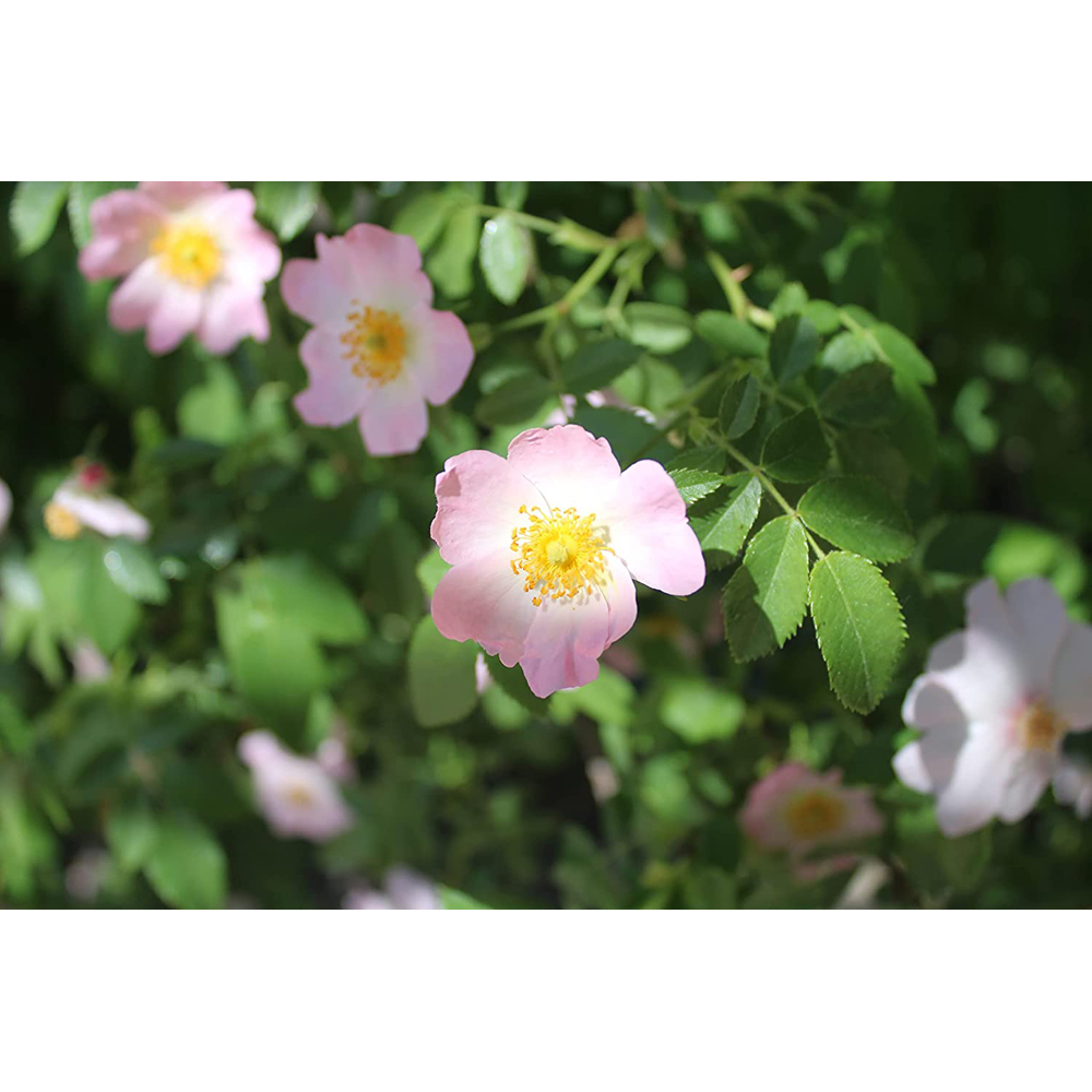 Inspirational Gifting Dog Rose Bare Root Hedge Plant Saplings 2-3ft 10 Pack Image 3