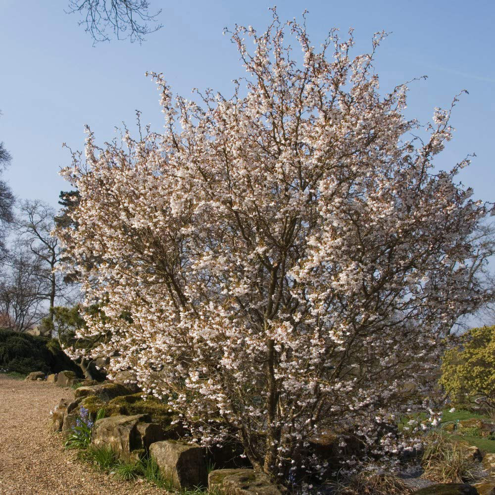 Thompson & Morgan Prunus Incisa Kojo-No-Mai Potted Plant 3.6L 2 Pack Image 5