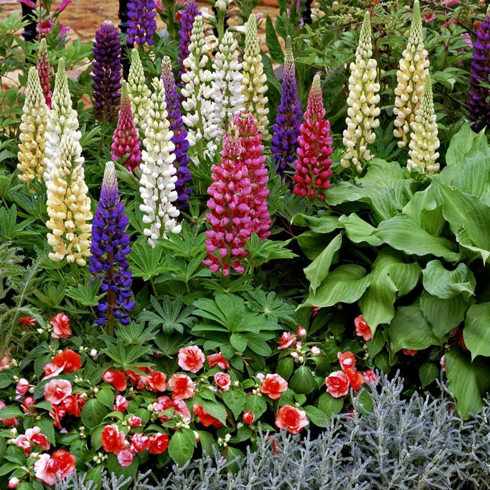 Thompson and Morgan Lupin Gallery Mix Plant Pot 9cm 3 Pack Image 4