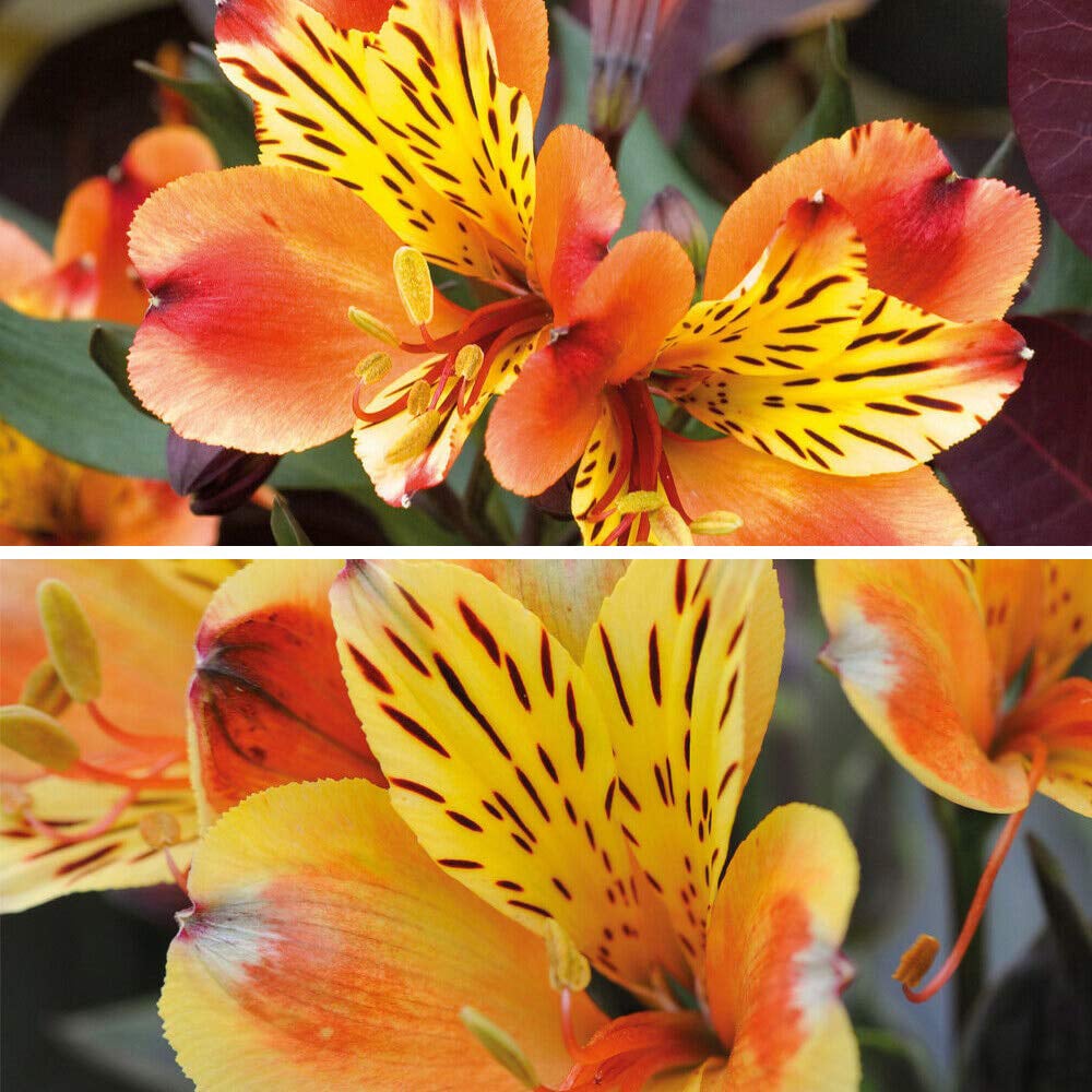 Thompson and Morgan Alstroemeria Summer Duo Jumbo Plug Plant 4 Pack Image 2