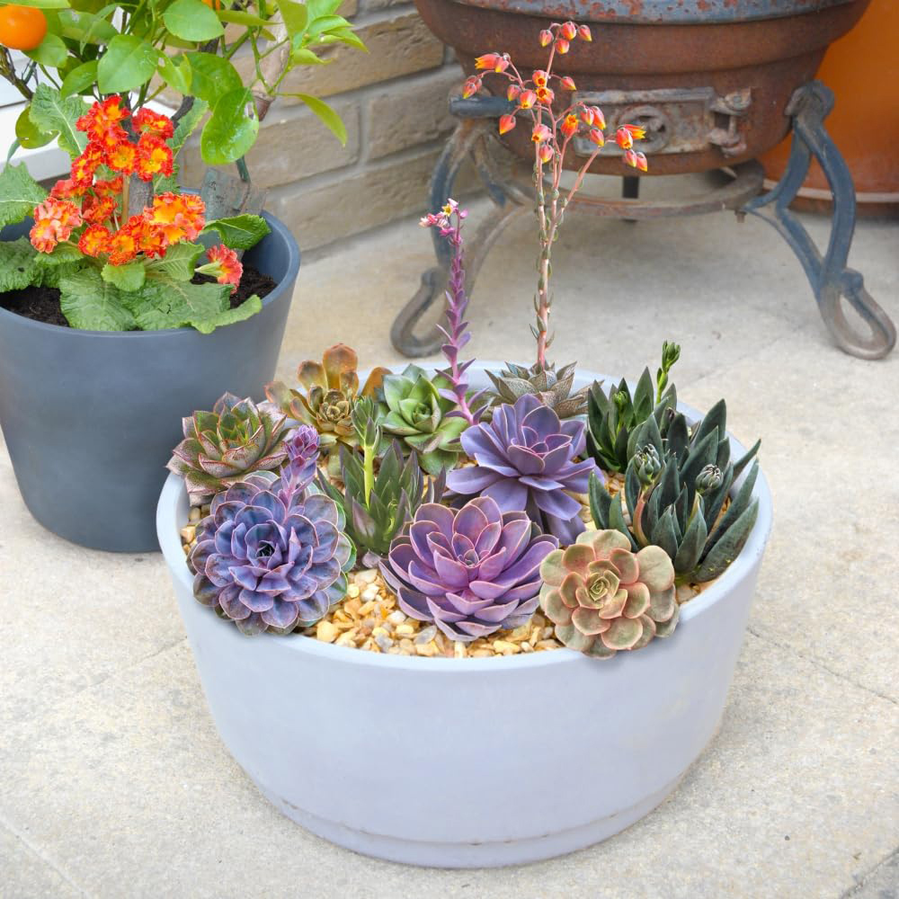 Thompson and Morgan Echeveria Collection Jumbo Plant Plug 4 Pack Image 3