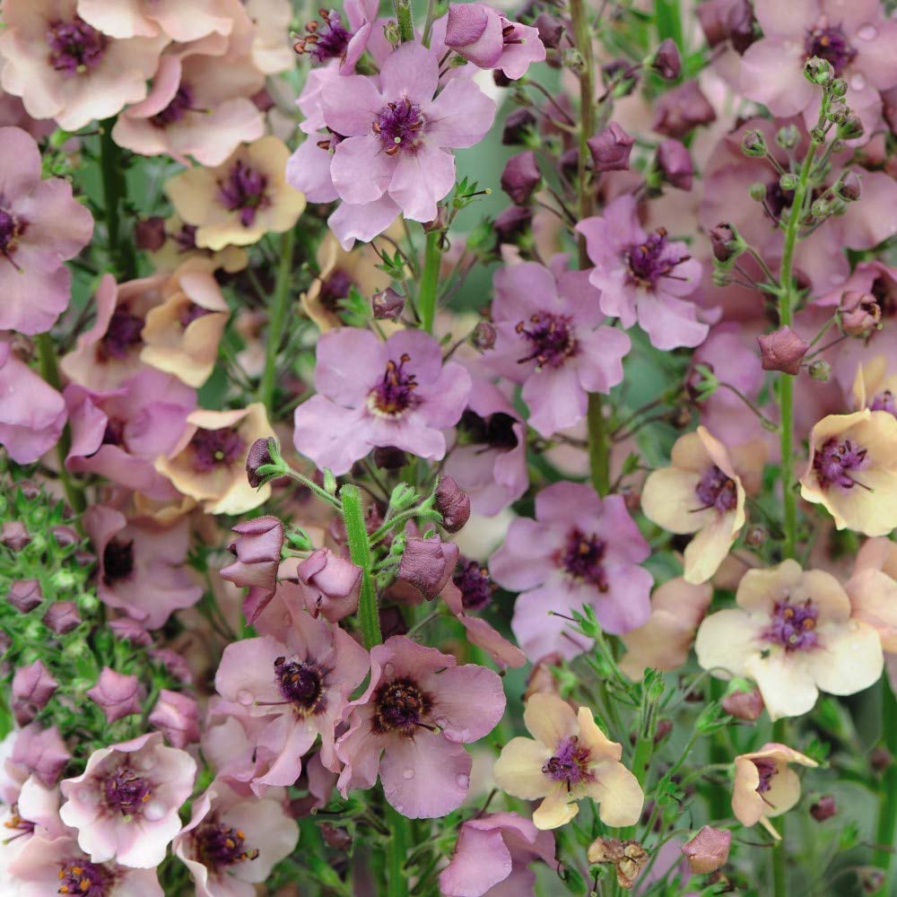 Thompson and Morgan Verbascum Southern Charm Garden Ready Plant 30 Pack Image 4