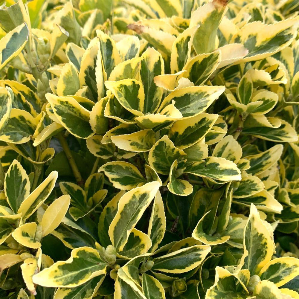 Thompson and Morgan Euonymus Fortuneii Golden Quinten Plant Pot 3L Image 1