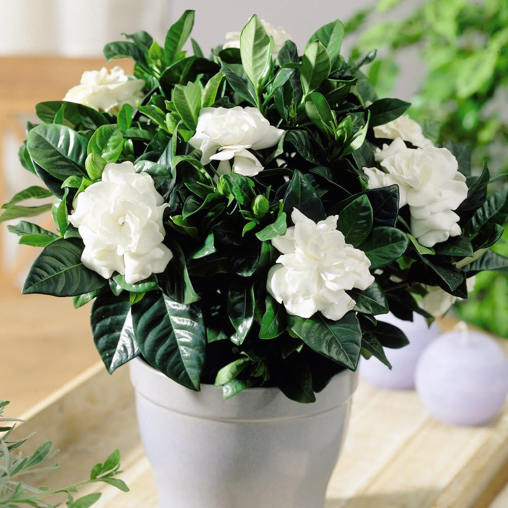 Thompson and Morgan Christmas Gift Gardenia Snowball Plant Pot 13cm 2 Pack Image 1