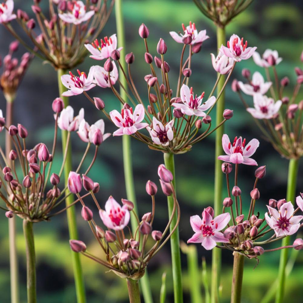 Thompson and Morgan Butomus Umbellatus Plant Pot 1L 3 Pack Image 3