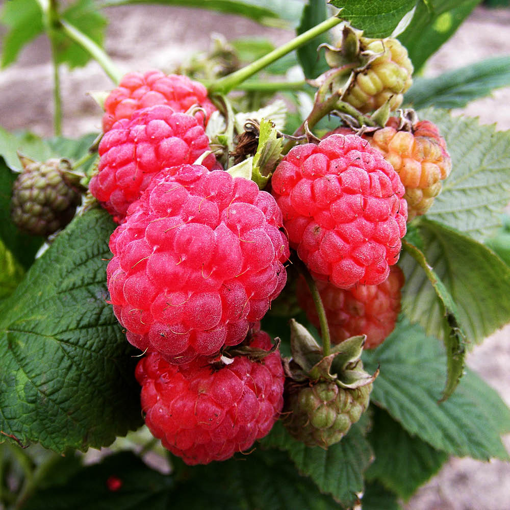 YouGarden All Season Raspberry Plant Canes 15 Pack Image 3