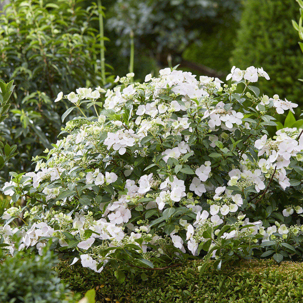 wilko Hydrangea Runaway Bride Plant Pot 14cm Image 4
