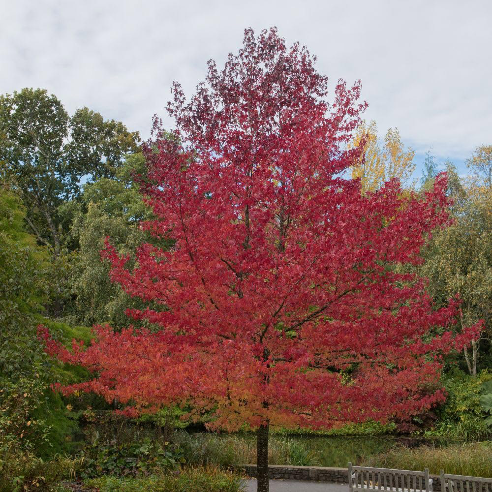 Thompson and Morgan Liquidambar Styraciflua Worplesdon Plant in Pot 10L Image