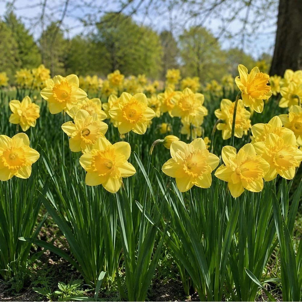 Thompson and Morgan Daffodil Cornish Trelawney Gold Planting Bulb 16 Pack Image 5