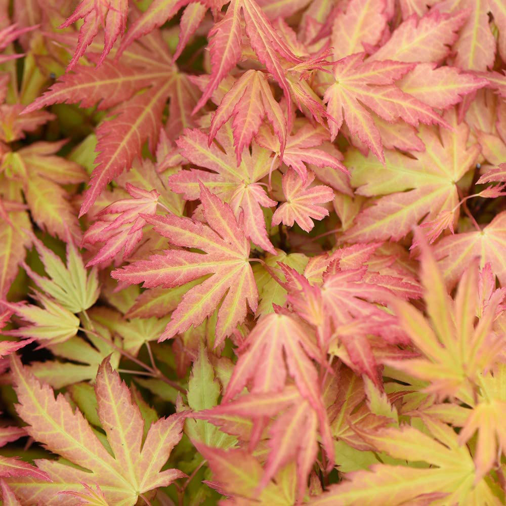 Thompson and Morgan Acer palmatum Orange Dream Plant Pot 3L 2 Pack Image 1