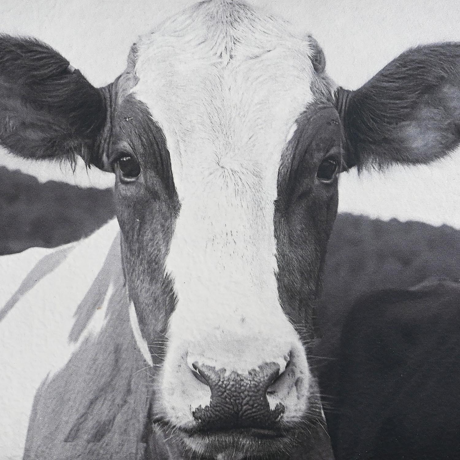 Friesian Cow Textured Framed Print - Black and White Image 4