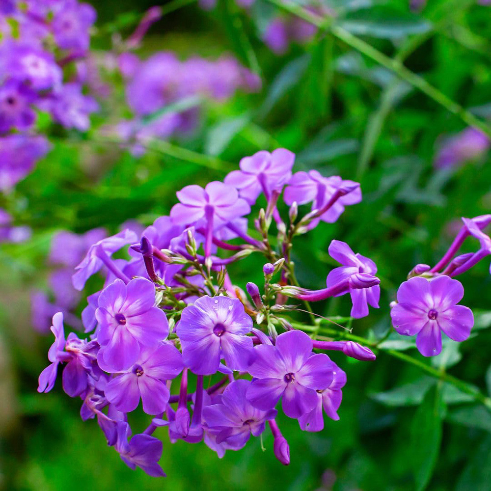 Thompson and Morgan Phlox Paniculata Laura Plant Pot 9cm 2 Pack Image 2