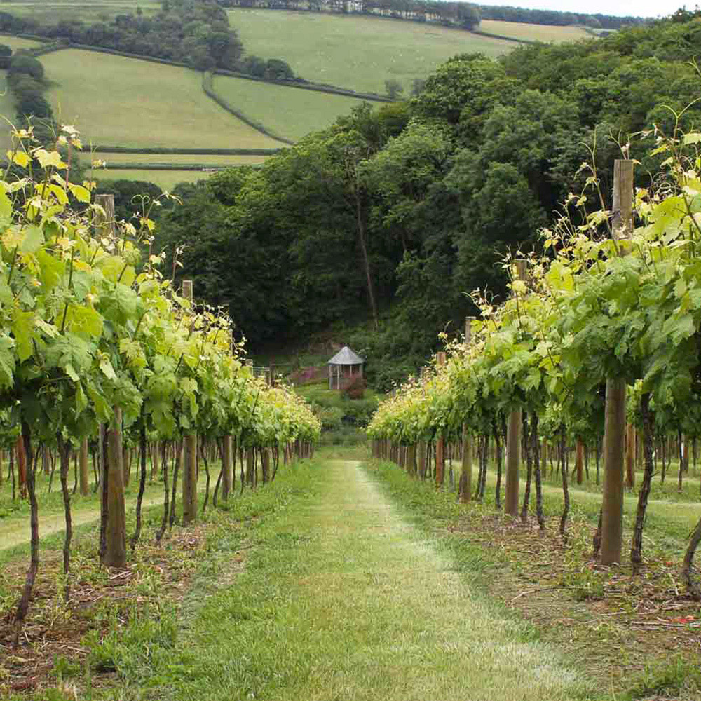 Activity Superstore Deluxe English Vineyard Discovery Gift Experience Image 5
