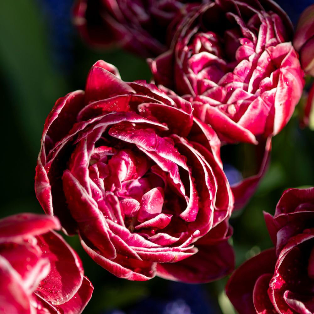 Thompson and Morgan Nurserymans Choice Tulip Planting Bulb 32 Pack Image 2