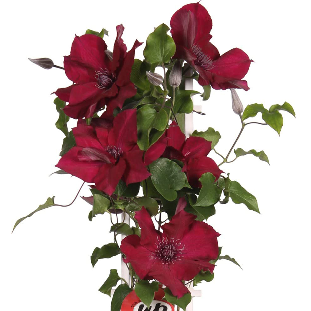 Thompson and Morgan Clematis Nubia Plant Pot 15cm Image 6