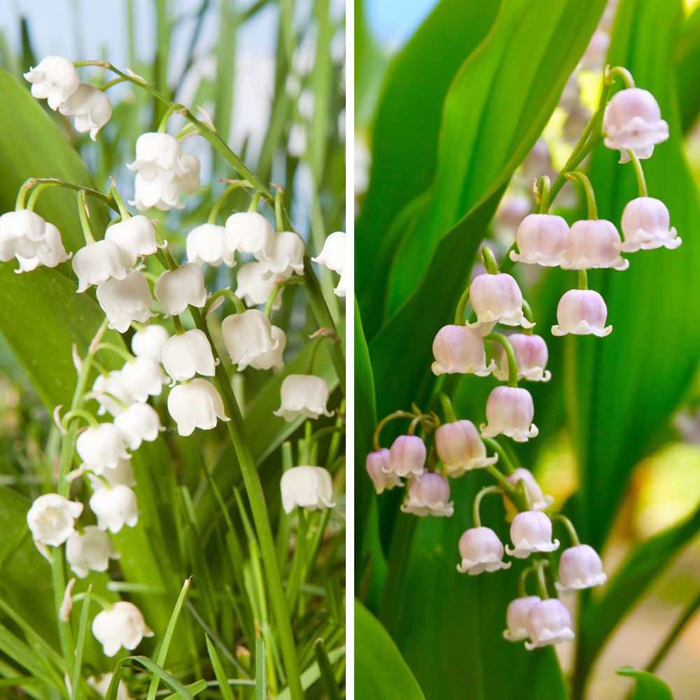 YouGarden Pink and White Convallaria Pip Collection 15 Pack Image 1