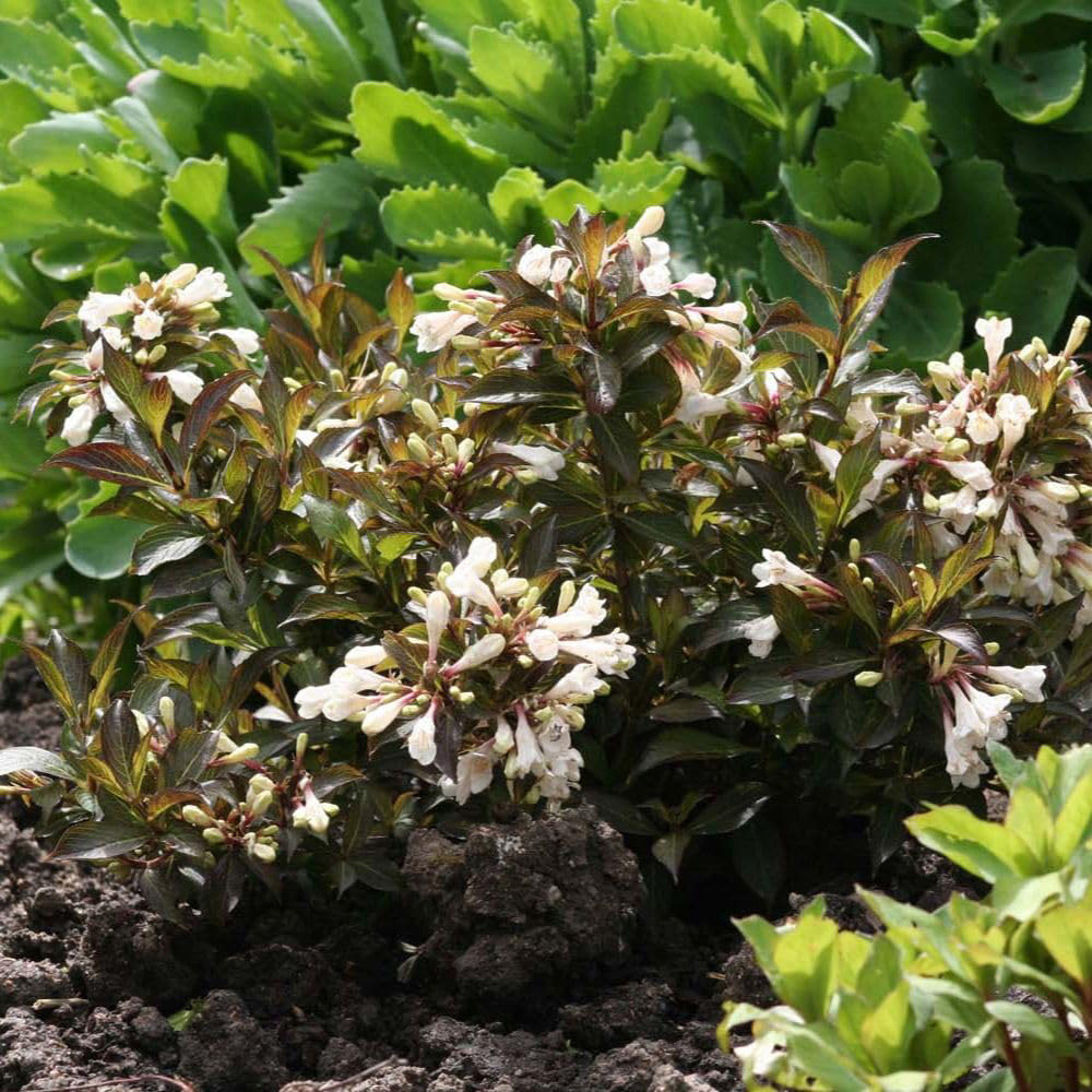 Thompson and Morgan Weigela Florida Black and White Plant Pot 9cm 3 Pack Image 2