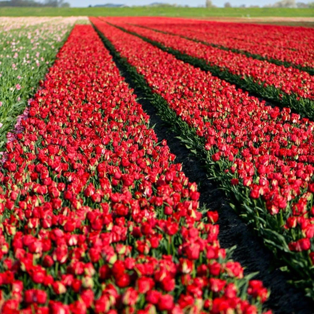 Thompson and Morgan Tulip Ile D'Amour Planting Bulb 8 Pack Image 5