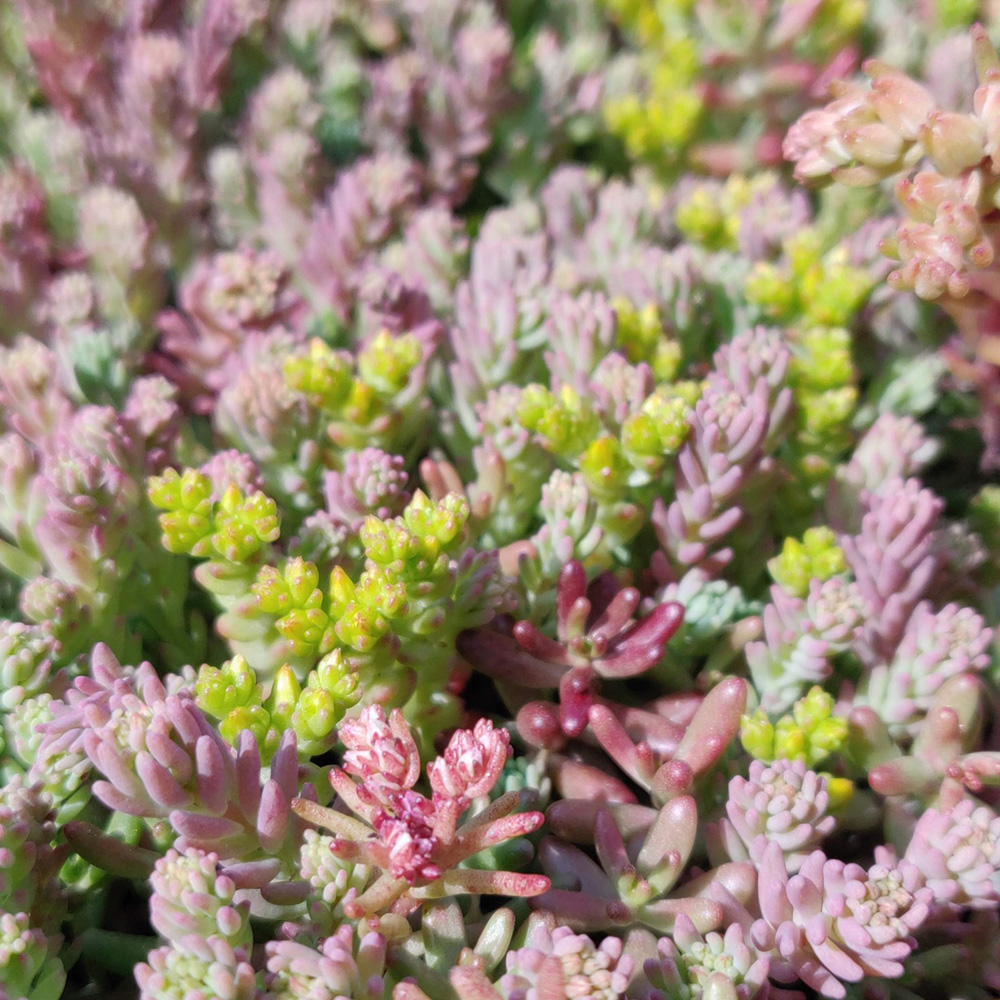 Harrowden Sedum Ground Mat Kit 10sqm Image 5