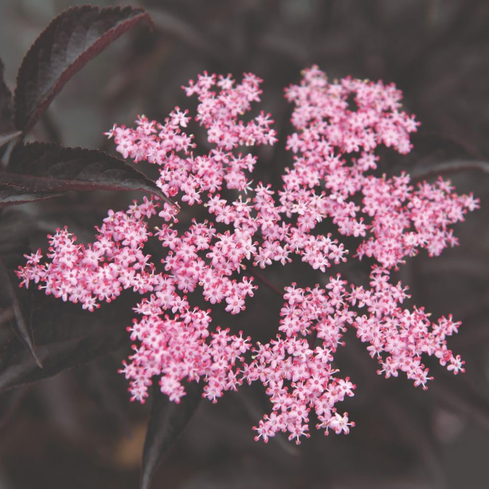 Thompson and Morgan Sambucus Nigra Black Beauty Potted Plant 9cm Image 5