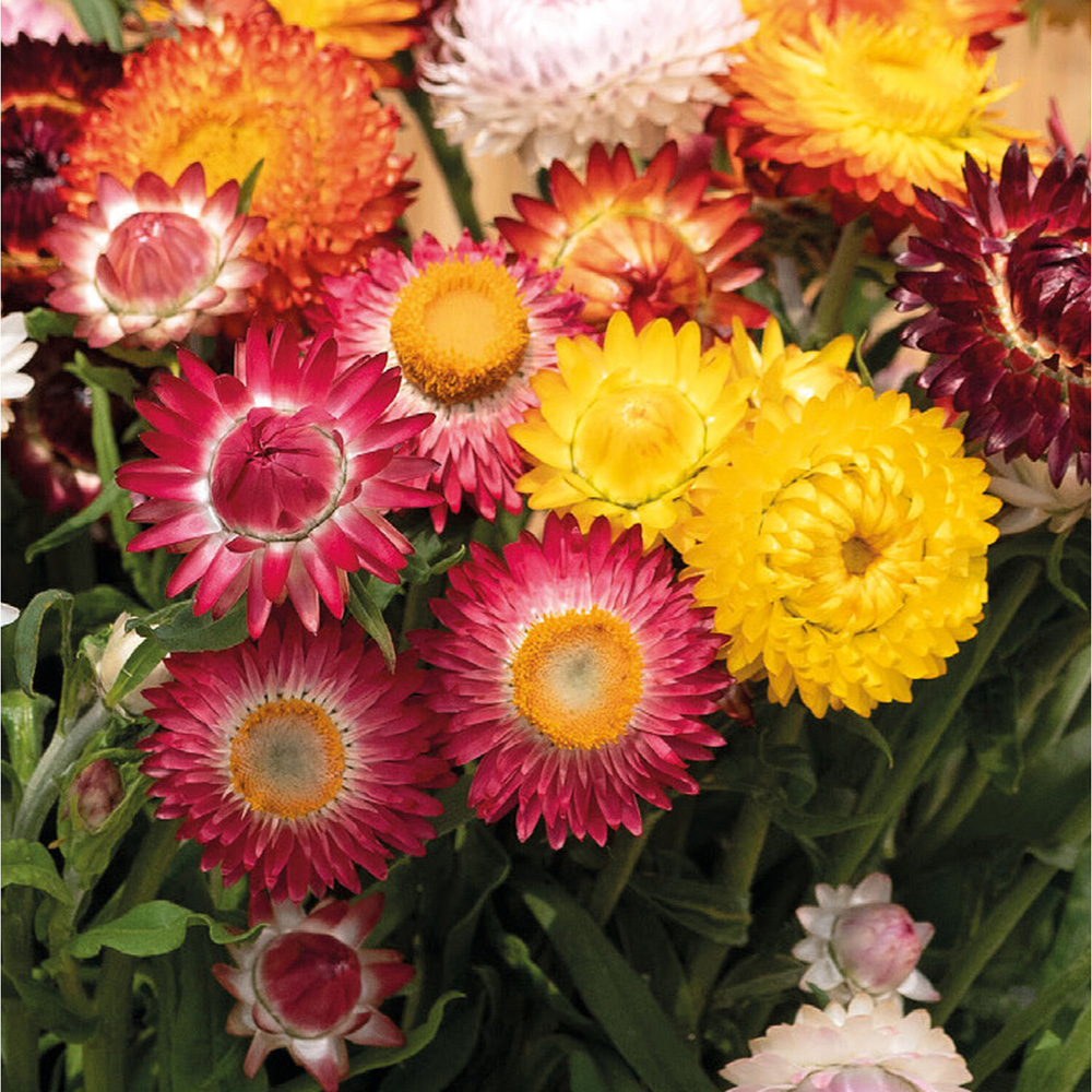 Pack of Helichrysum King Size Mixed Flower Seeds Image 2