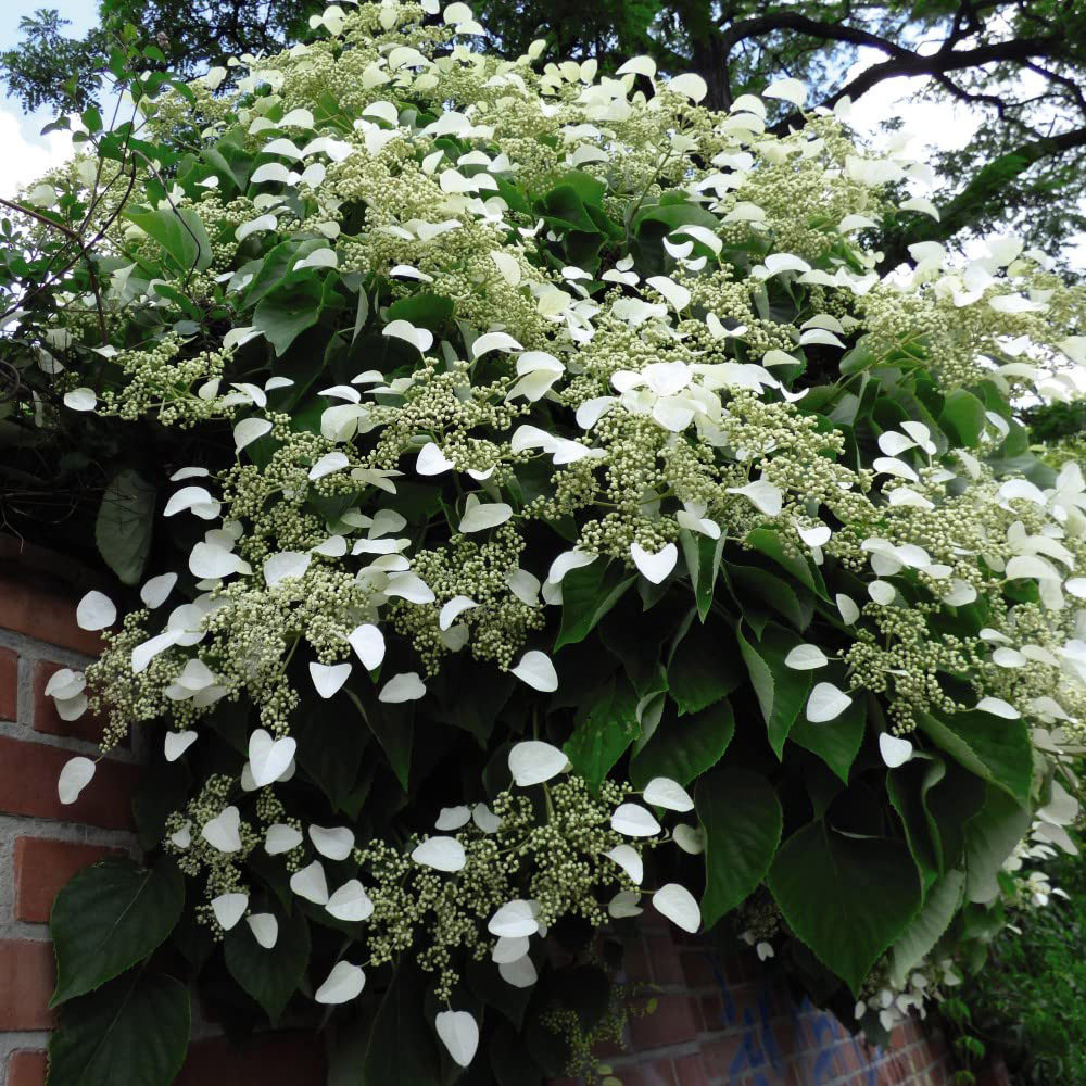 Thompson and Morgan Hydrangea Petiolaris Trellis Plant Pot 9L 2 Pack Image 2
