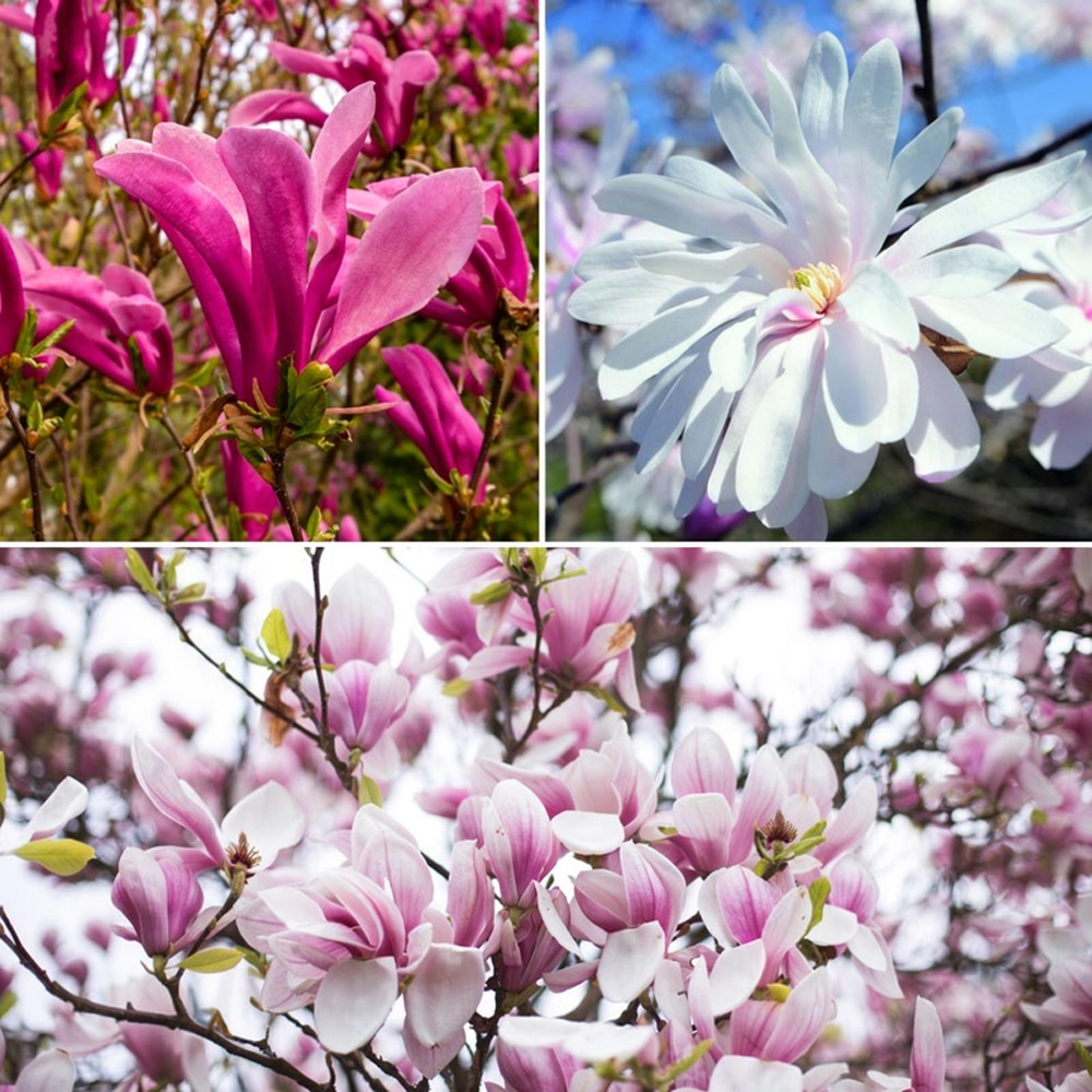 Thompson and Morgan Magnolia Trio Collection Plant 3 Pack Image 1