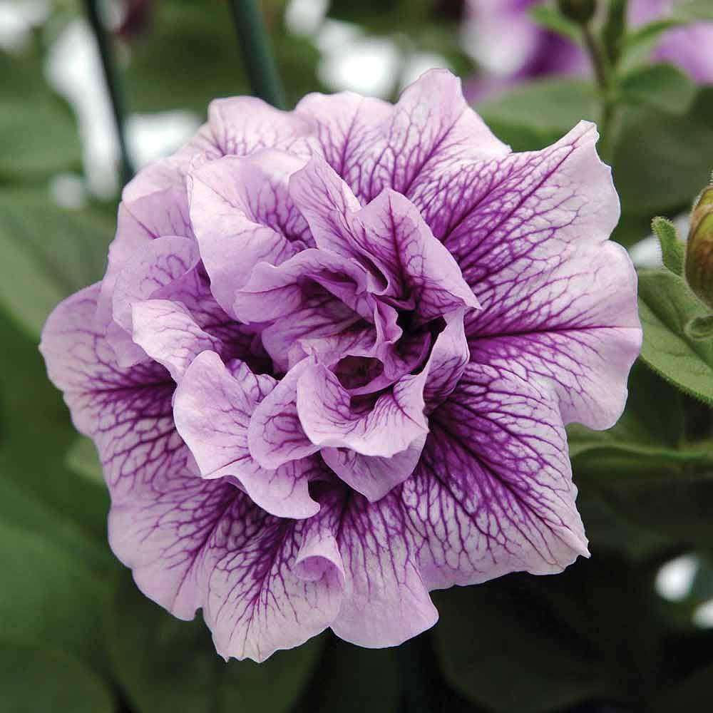 Thompson and Morgan Petunia Tumbelina Frills and Spills Priscilla Postiplug Plant 5 Pack Image 1