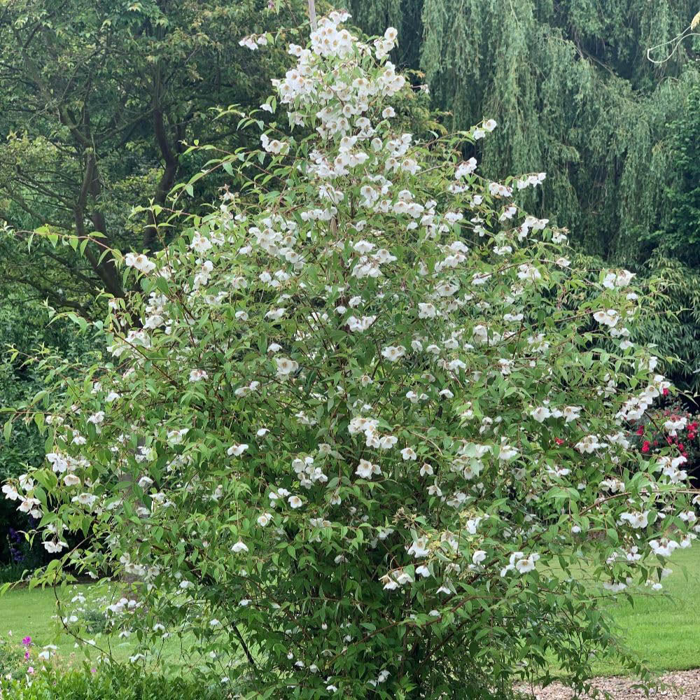 Thompson and Morgan Philadelphus Fragrant Falls Plant in Pot 9cm 2 Pack Image 2