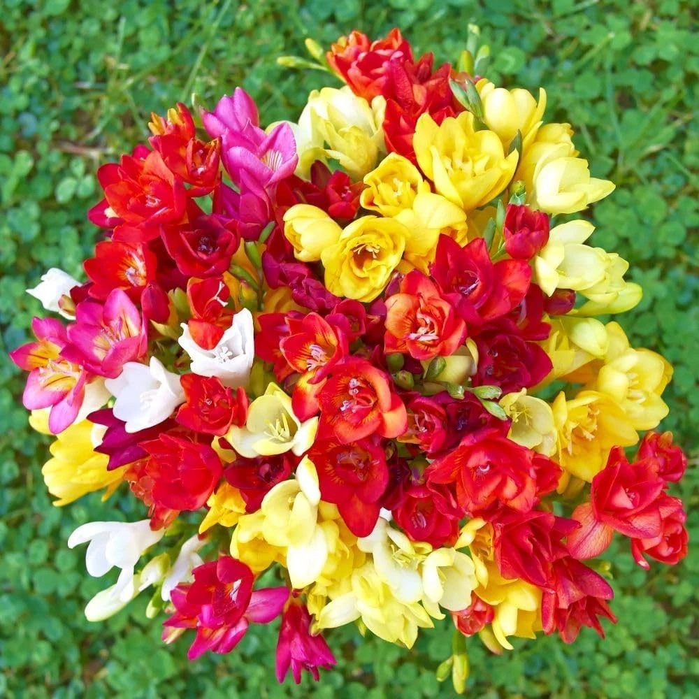 Thompson and Morgan Freesia Double Mix Spring Planting Bulb 40 Pack Image 3