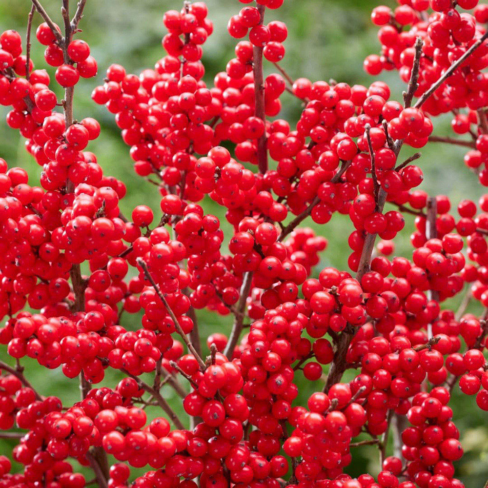 Thompson and Morgan Ilex Holly Verticillata Jingle Bells Plant Pot 2L 2 Pack Image 3