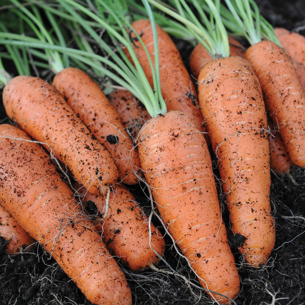 Thompson and Morgan Carrot Flyaway F1 Hybrid Seeds Image 3