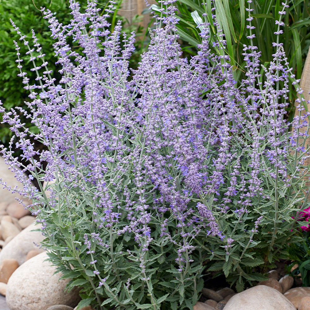 YouGarden Russian Sage Perovskia Prime Time Plant Pot 9cm 3 Pack Image 1